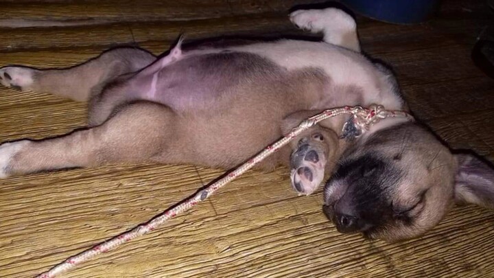 baby sherlock