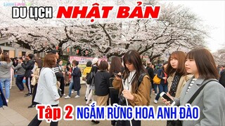 Mê mẩn với hàng ngàn cây Hoa Anh Đào đang nở rộ | DU LỊCH NHẬT BẢN