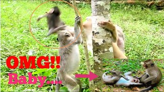 OMG Baby Monkey Jump Falling Down,Monkey Rose Take Care Baby Soon,Baby Monkey Playing Hurt​ Together