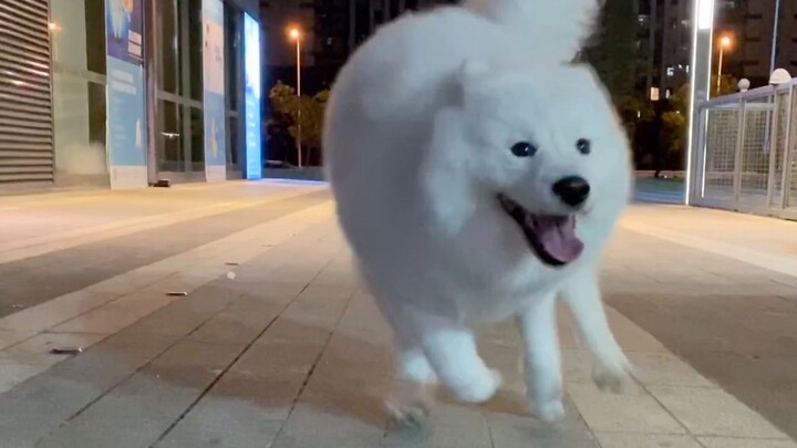 Kẹo dẻo Samoyed đi dạo, tình cờ gặp chú cún Corgi chân ngắn, hai bé vui đùa tíu tít. Kẹo dẻo: “Ông x