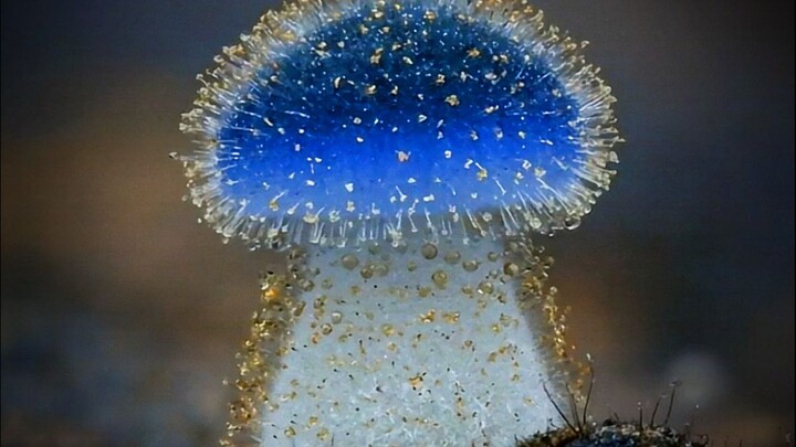 ขณะเก็บเห็ด บางชนิดของเห็ดป่ามีพิษ ถ้ากินเข้าไปอาจต้องนอนซมเลยทีเดียว