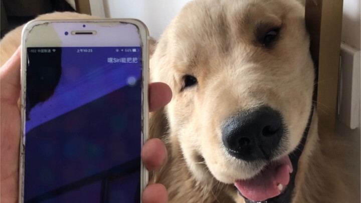 Ask Siri to come up with a name for my dog.