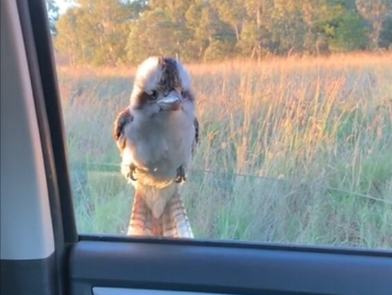 นกกระเต็นหัวหงอก ไหนจะมีนกตัวจริงจังทำแบบนี้ได้ล่ะ