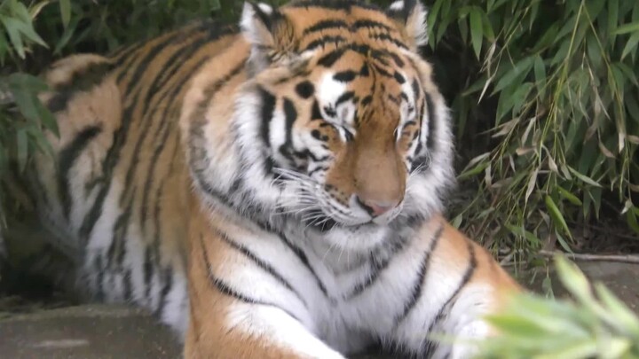 Even a ferocious tiger can be silly sometimes