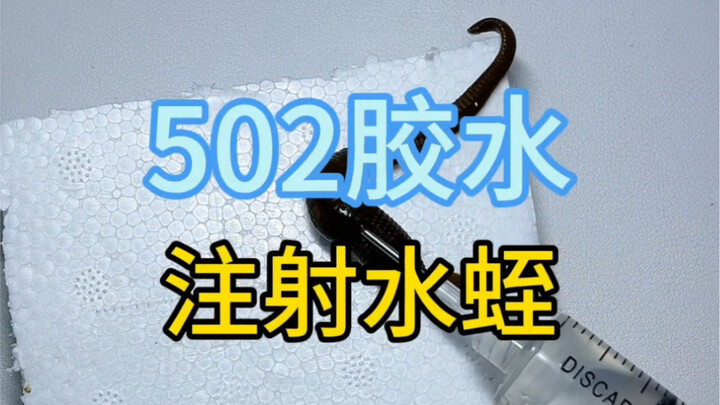 What happens when you inject 502 glue into a leech? It instantly becomes half-paralyzed!