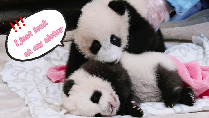 [Hewan] [Panda Bao Xin & Ya Song] Kakak yang Posesif