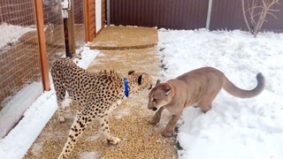 Cheetah sedang kesal. Bagaimana puma menghiburnya?