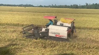 Máy Gặt Lúa KUBOTA l Cắt Lúa Sập  Nằm Như Sân Bay