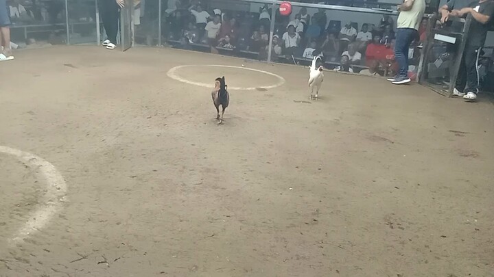 2nd fight pachampion kalaban manok ni san pedro