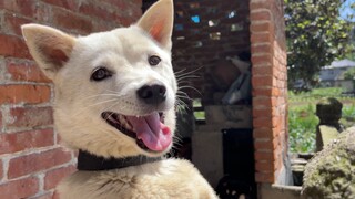 Cuộc sống chó bị giam cầm