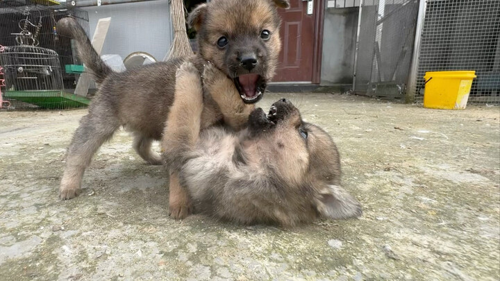 Untungnya yang kutemukan hanya dua ekor anak anjing