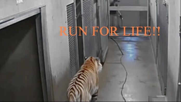 tiger out of cage