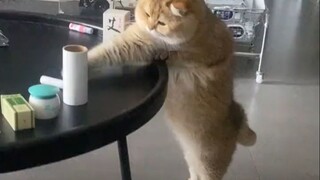 Cat: This doesn’t make sense!!!