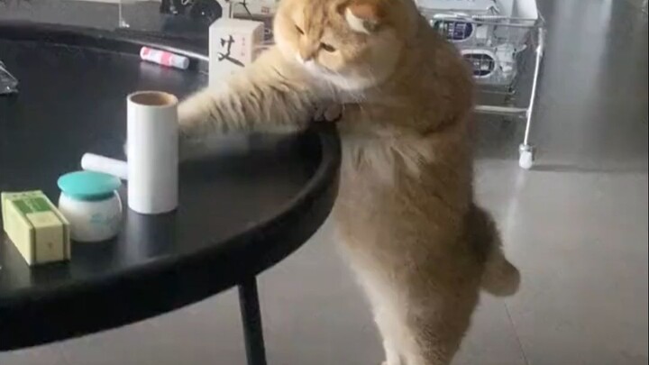 القط: هذا لا معنى له!!!