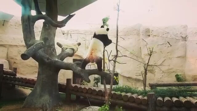 The adult pandas in Moscow are entering battle mode.