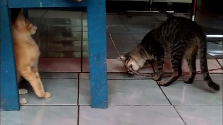 kalo udah ketemu 2 kucing ini berantem mulu