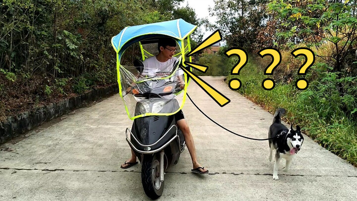 Walking the Dog While Riding a Motorcycle!