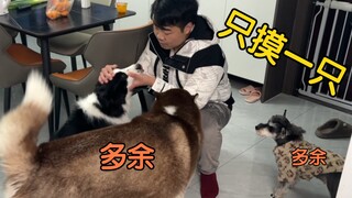 挑战回家只摸一只狗，笑死，二哈气得破口大骂！