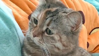 只要起的晚，饿猫压炕头