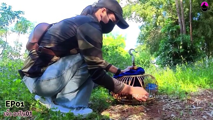 ทายาทเจ้าผาสิงห์ออกเชลยแรก【เจ้าผาทิพย์EP1】by PKนกเขาใหญ่#Bẩy Chim Cu Gáy#burk terkukur pikat