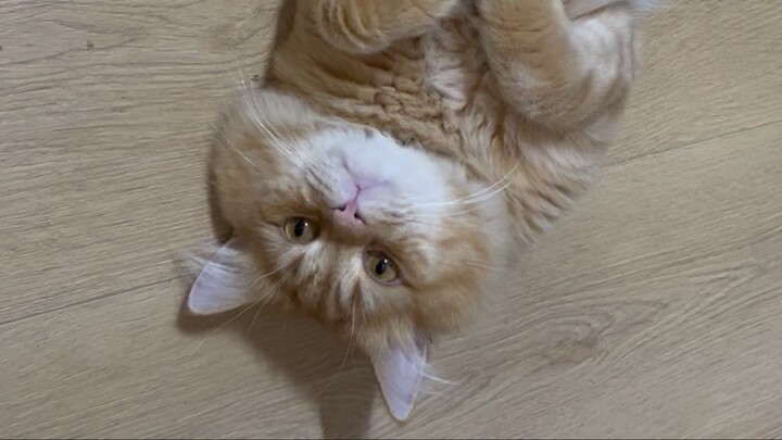 My shuho the cat