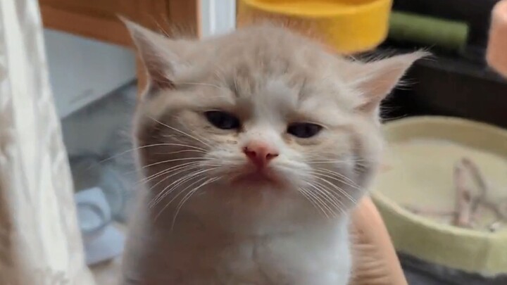 “Hmph～” Reaksi imut si kucing