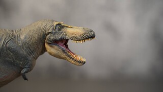 Đánh giá PNSO Tarbosaurus