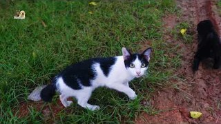 Neighbouring kitten plays with newborn puppies, Kitten not allowed me close to her by hissing at me