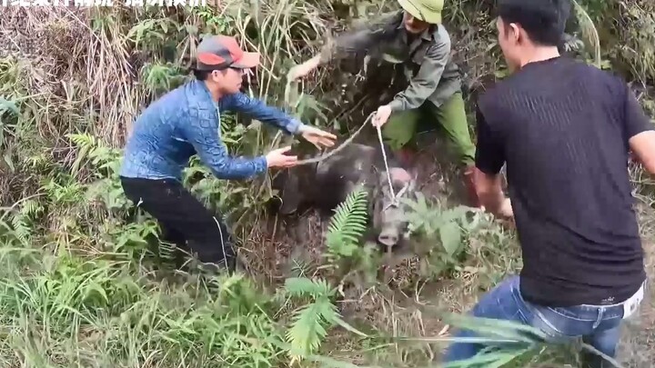 Những người này quá dũng mãnh! Vài người đàn ông vào sâu trong rừng già để bắt lợn rừng, trực tiếp t