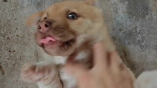Tidak ada yang peduli tentang memelihara anjing selama sepuluh tahun, tetapi semua orang tahu tentan