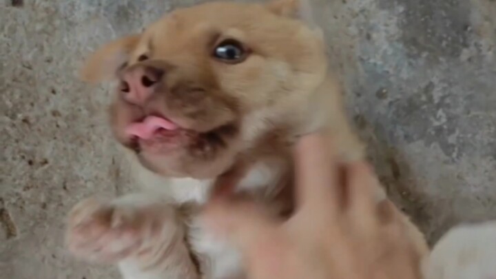 Tidak ada yang peduli tentang memelihara anjing selama sepuluh tahun, tetapi semua orang tahu tentan