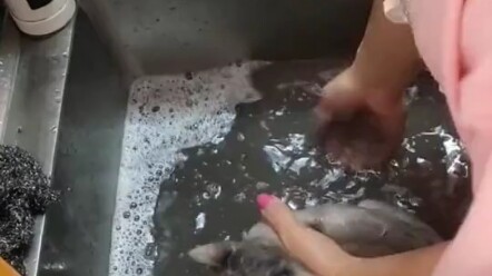 I wanted to buy a blue cat, but after one bath, it turned into something else.