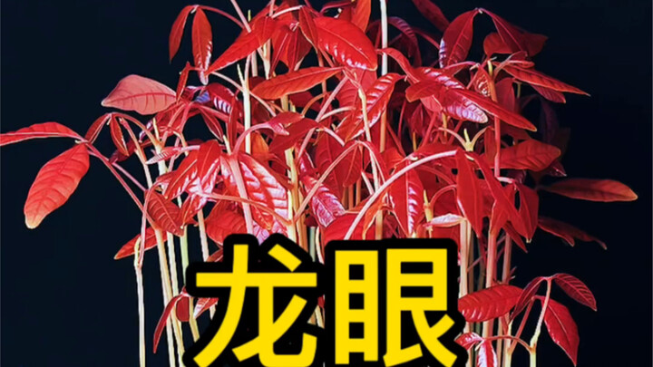 Setiap kali makan lengkeng, aku selalu enggan membuang bijinya—malah menanamnya jadi tanaman hias ya