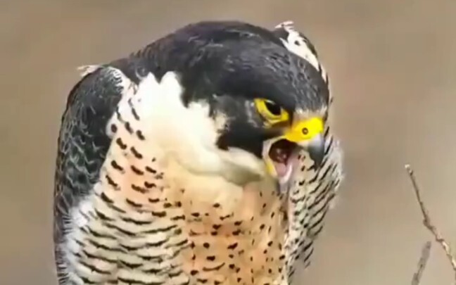 Falco peregrinus tiba-tiba memuntahkan benda tak dikenal dari perutnya. Apakah itu?