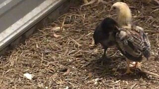 My Future tong dalwang to  👌