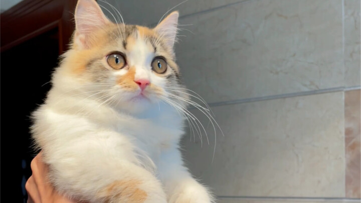 "Just bought a cat towel"