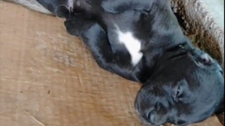 Pria kecil berkulit hitam itu tampaknya tidak cocok.
