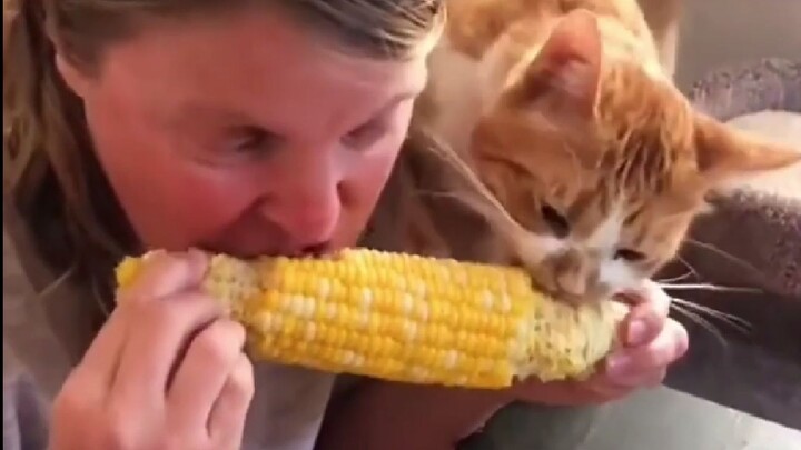 Meow: Mom, save some for me! I haven't eaten for five minutes already!