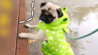 Đặt làm áo mưa con ếch cho chó Bug, không còn sợ những ngày mưa nữa
