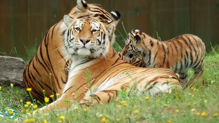 【🐯】Harimau jantan dan betina bersama-sama merawat anak-anaknya, momen penuh kehangatan