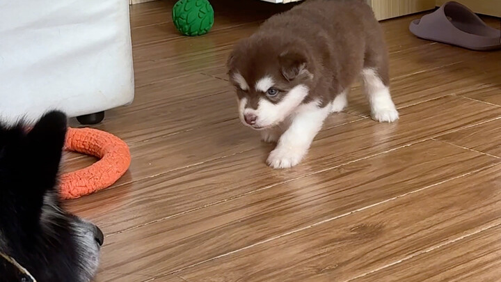 “Fatherly love and filial piety” in the dog world: Little Kiwi the dog takes on her dad!