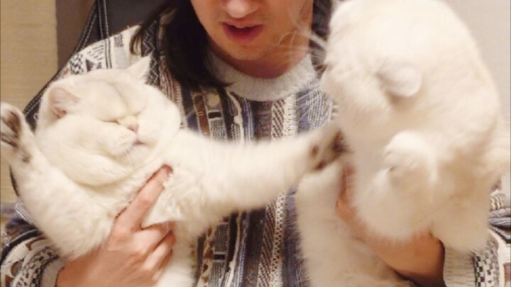 พ่อเห่า ลูกหอน ใช่ว่าแมวทุกตัวจะถูกบังคับให้ออกมาทำหน้าที่นะ!