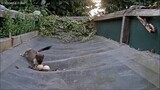 Stoat Super Skills | Egg-Flipping | Wildlife Moments