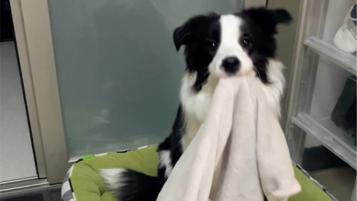 Only after I got a Border Collie did I realize they’re *so* much like kids!