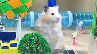 ภารกิจของหนูแฮมสเตอร์ EP 407