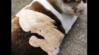 当东方厨转生为猫猫.mp4