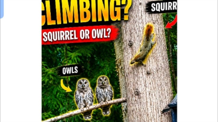 Engagement-focused: Squirrel vs Owl: Who climbs the tree faster? 🐿️🦉