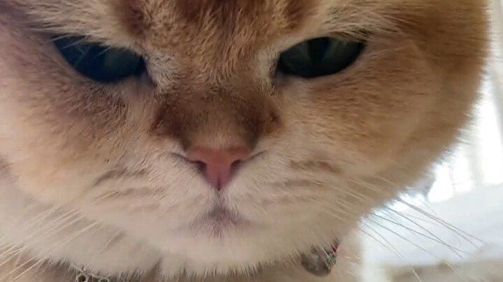 Con bé hàng xóm họ Tam Hoa từ chối tôi, tức quá!