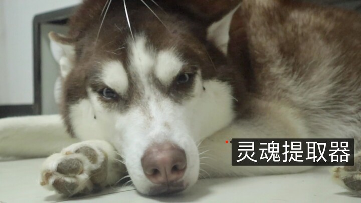 Dùng máy tách linh hồn để đối phó với chó Husky, rốt cuộc có hiệu quả không?