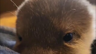 Cute little squeaky creature